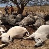 Raio mata 33 cabeças de gado em Jaíba.