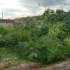 Com chuva, mato cresce nos lotes e ameaça saúde da população.