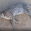 Jaguatirica é encontrada morta na BR-030 em Carinhanha.