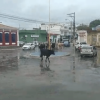 Gado solto é flagrado na região central de Guanambi.