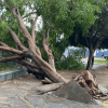 Chuva com fortes ventos derruba árvores em Guanambi.