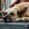 Cidade baiana autoriza abate de animais em situação de rua.
