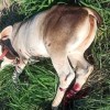 Carro bate em animal solto na BR-122, em Guanambi.