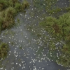 Esgoto da Embasa pode ter causado morte de peixes em Guanambi.