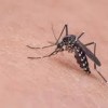 Mortes por dengue foram registradas em Caetité e Jacaraci.