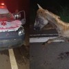 Ambulância de Carinhanha bate em cavalo na BR-030, em Iuiu.