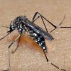 Guanambi chega a 51 casos de dengue.