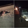 Carro colide com vaca solta na pista na BR-122, em Guanambi.