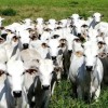 Comerciante sofre novo furto de gado na zona rural de Caetité.