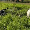 Queda de cabo de alta tensão mata vacas na zona rural de Guanambi.