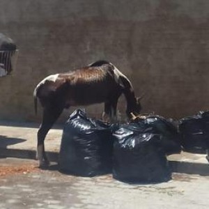 SMTran recolheu animais em situação de maus-tratos encontrados soltos em Guanambi.