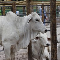 Expo Feira Jacaraci 2026: tradição, oportunidades e um novo capítulo para o agro regional. - Foto 1 Expo Feira Jacaraci 2026: tradição, oportunidades e um novo capítulo para o agro regional. - Foto 1