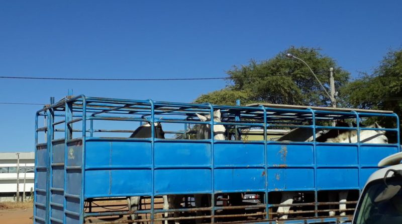 Superintend?ncia de Tr?nsito recolhe animais nas proximidades da BA-938; mais de 400 j? foram capturados em 16 meses.