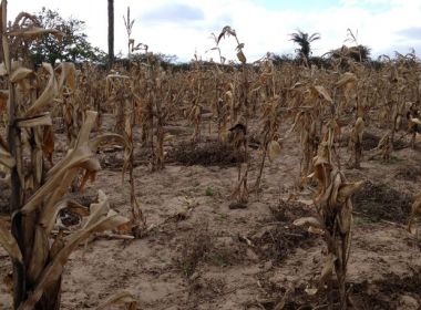 Governo pagará R$ 28,9 mi para agricultores familiares com a seca; 98 municípios baianos serão contemplados.
