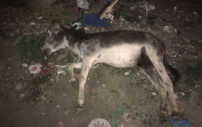 Guanambi: Animal solto na BA-936 provoca grave acidente e deixa motociclista ferido em Morrinhos.