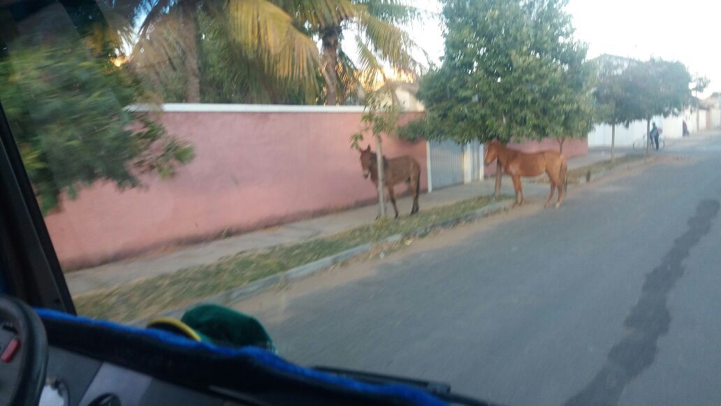 Opera??o da Superintend?ncia de Tr?nsito recolhe animais soltos na sede e distritos de Guanambi.