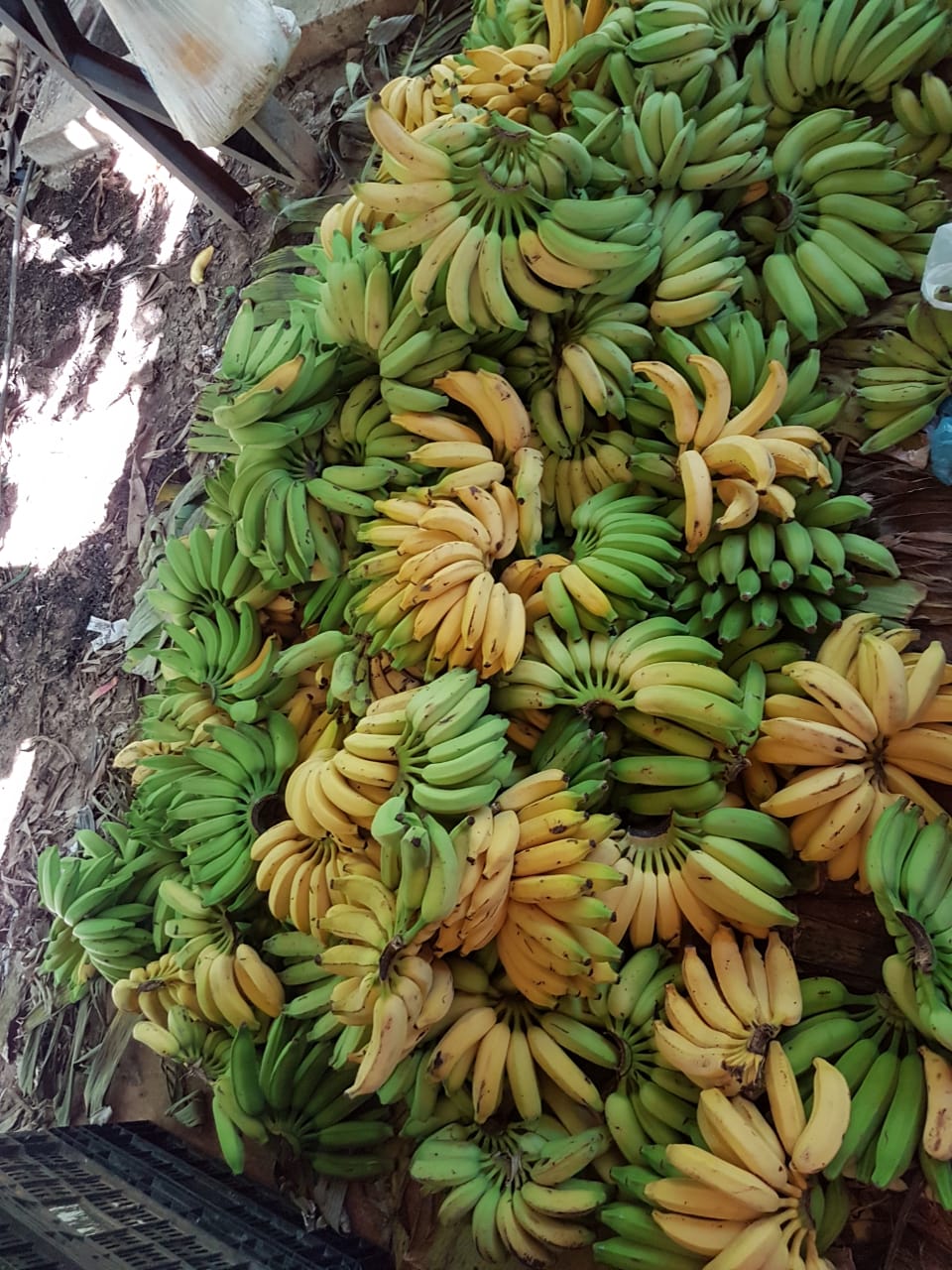 Produtores de fruta estimam R$ 2 milh?es em preju?zos com a paralisa??o dos caminhoneiros em Carinhanha.