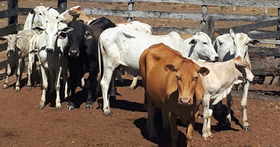 Doze cabe?as de gado foram furtadas na fazenda Juli?o em Malhada.