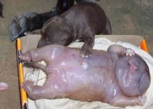 Cadela dá luz a “cachorro humano” e choca população.