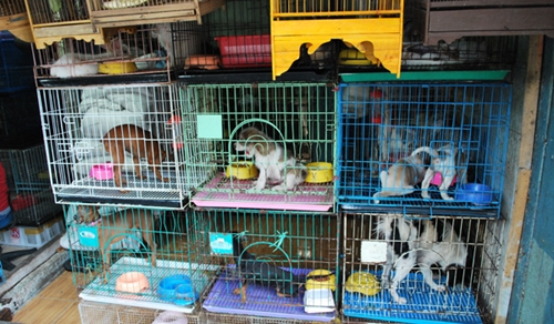 É Lei: A partir de agora está proibido pet shops exibirem animais em vitrines ou gaiolas.