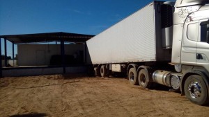 Pepino ? alternativa de renda para agricultores em Iui?.