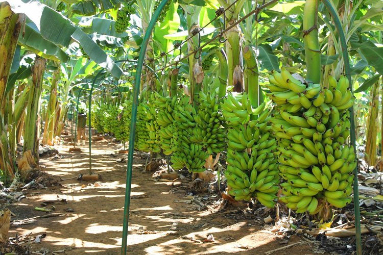 Bom Jesus da Lapa ? o maior produtor de banana do Brasil.