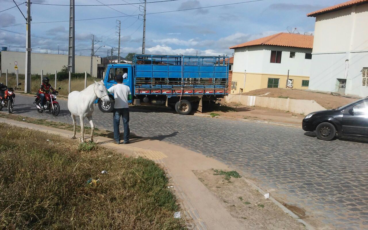 Mais De 300 Animais J Foram Recolhidos Em 15 Meses Superintend ncia 
