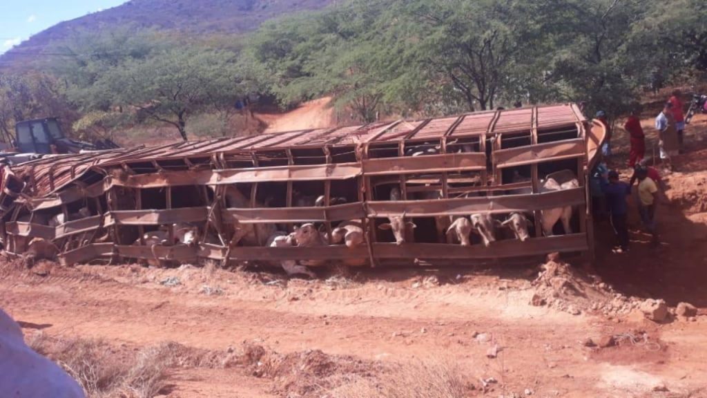 Carreta carregada com bois tomba na BR-122 em Urandi.