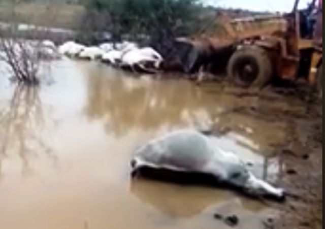 Raio mata 19 cabeças de gado em Malhada.