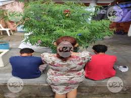 PM apreende árvore de Natal de maconha.
