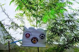 Polícia apreende quatro pés de maconha na cidade de Caculé.