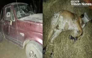 Animal solto na pista provoca acidente na BR-030 em Guanambi.