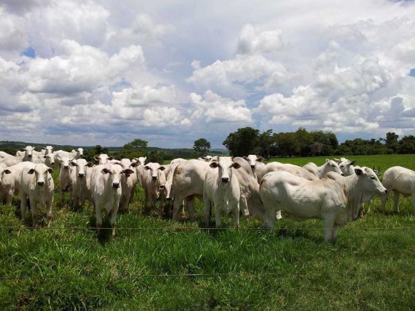 Vacinação contra Febre Aftosa acontece até o dia 31 de maio.