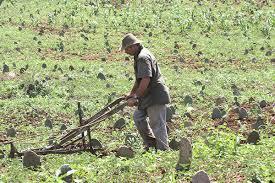 Câmara aprova auxílio emergencial para agricultor familiar na pandemia.