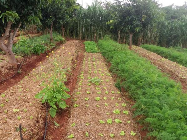 IF Baiano realiza Seminário de Agroecologia e Produção Orgânica a partir desta quarta-feira.