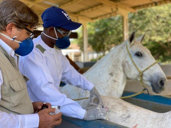 Brasileiros descobrem que anticorpo de cavalos contra a Covid é até 50 vezes mais potente.