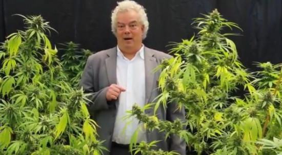 Candidato a vereador grava vídeo eleitoral em plantação de maconha; assista.