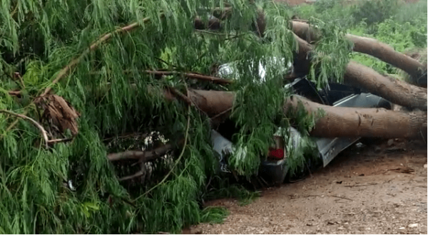 Chuva derruba árvores sobre carros em frente a Rodoviária de Guanambi.