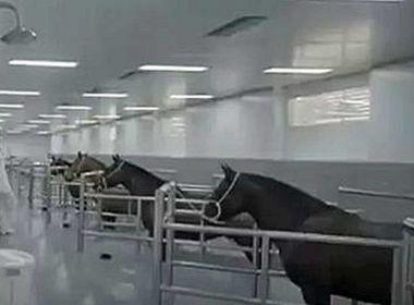 Anvisa permite testes em humanos do soro com plasma de cavalo contra a Covid-19.