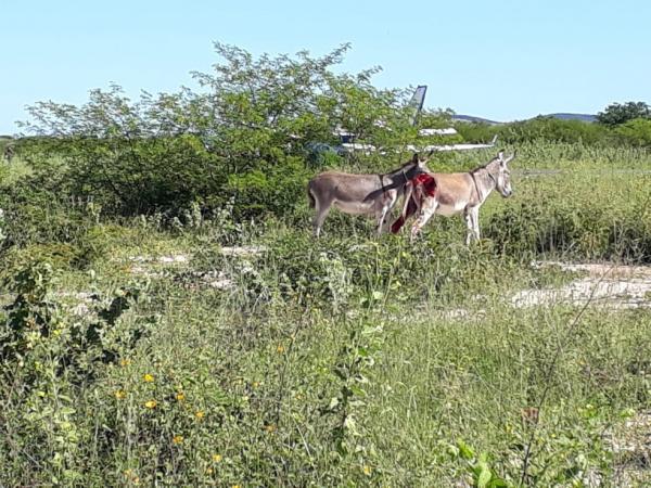 Avião que transportava vacinas contra a Covid-19 atropela jegue durante pouso.