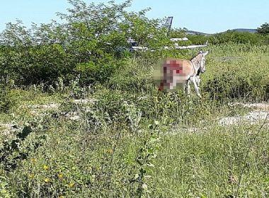 Jumento atingido por avião com vacina não resiste aos ferimentos e morre.