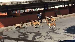 Cachorros de rua atacam idoso em Palmas de Monte Alto.