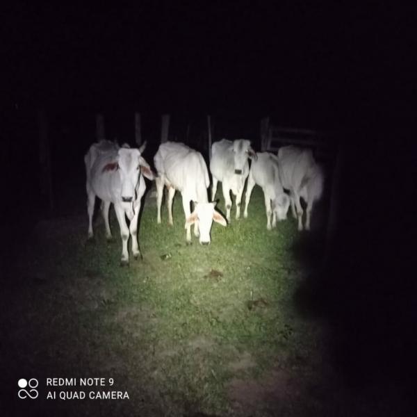 Polícia Militar recupera gado furtado em Urandi.