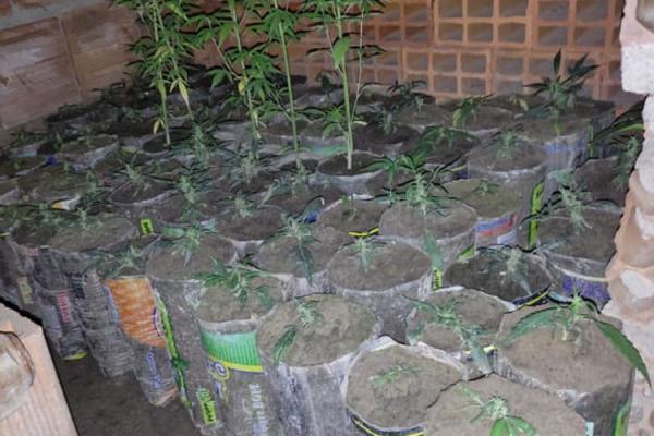 Polícia Militar descobriu mais de mil pés e mudas de maconha em quintal de residência em Caetité.