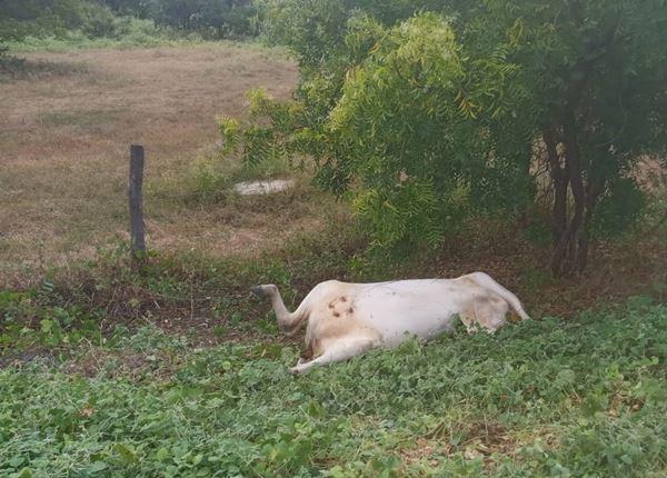 Jovem fica gravemente ferido em colisão entre moto e vaca na BA-573 em Matina.