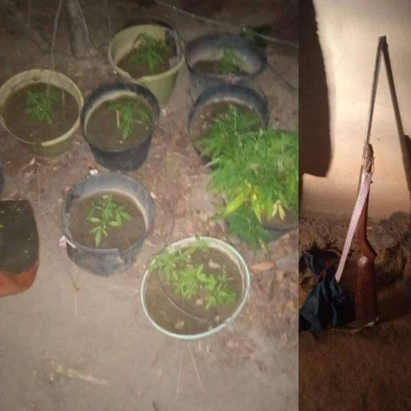 Polícia Militar apreende dez pés de planta semelhante à maconha e arma de fogo em Carinhanha.