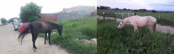 Animais são recolhidos pela Superintendência de Trânsito de Guanambi.