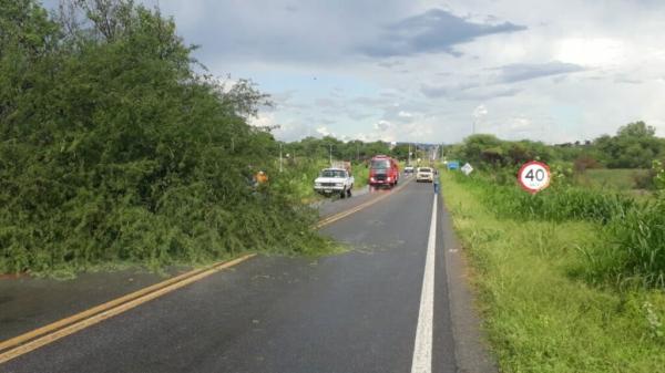 Chuva alaga ruas e faz árvores caírem em Guanambi.