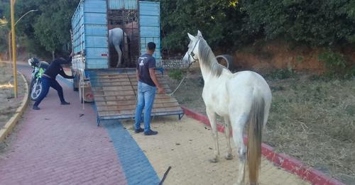 Smtran de Guanambi apreende animais na zona rural.