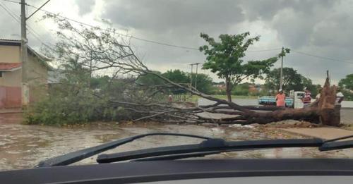 Chuva acompanhada de vendaval causou queda de várias árvores e destelhamentos em Igaporã.